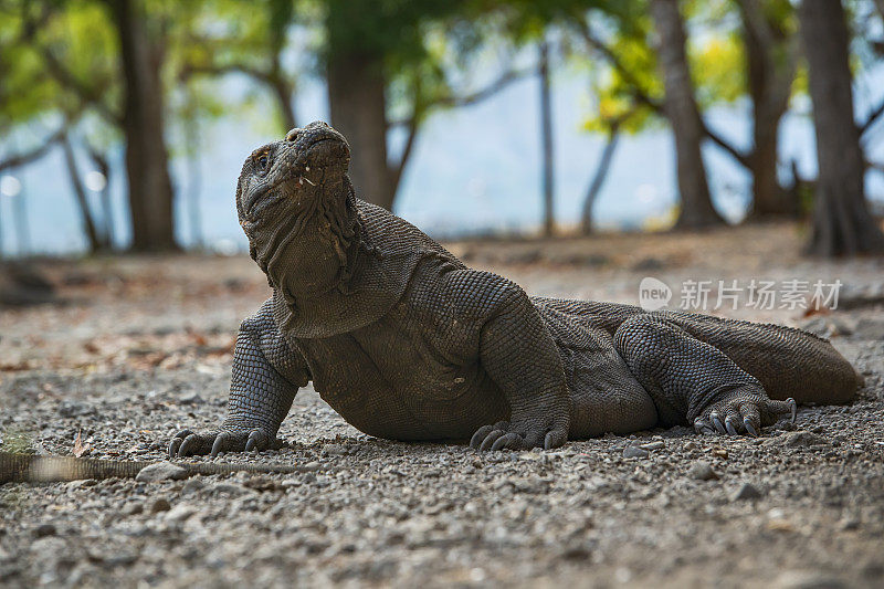 野生动物拍摄的科莫多龙(Varanus komodoensis)